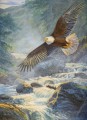 eagle on stream birds